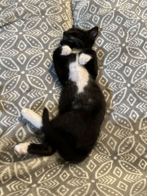 Darcy(must be adopted with Sloan)