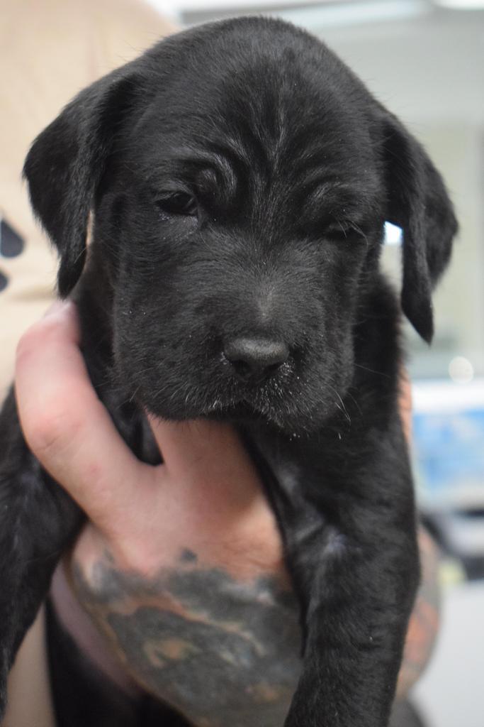 Licorice (Faith P1) 1