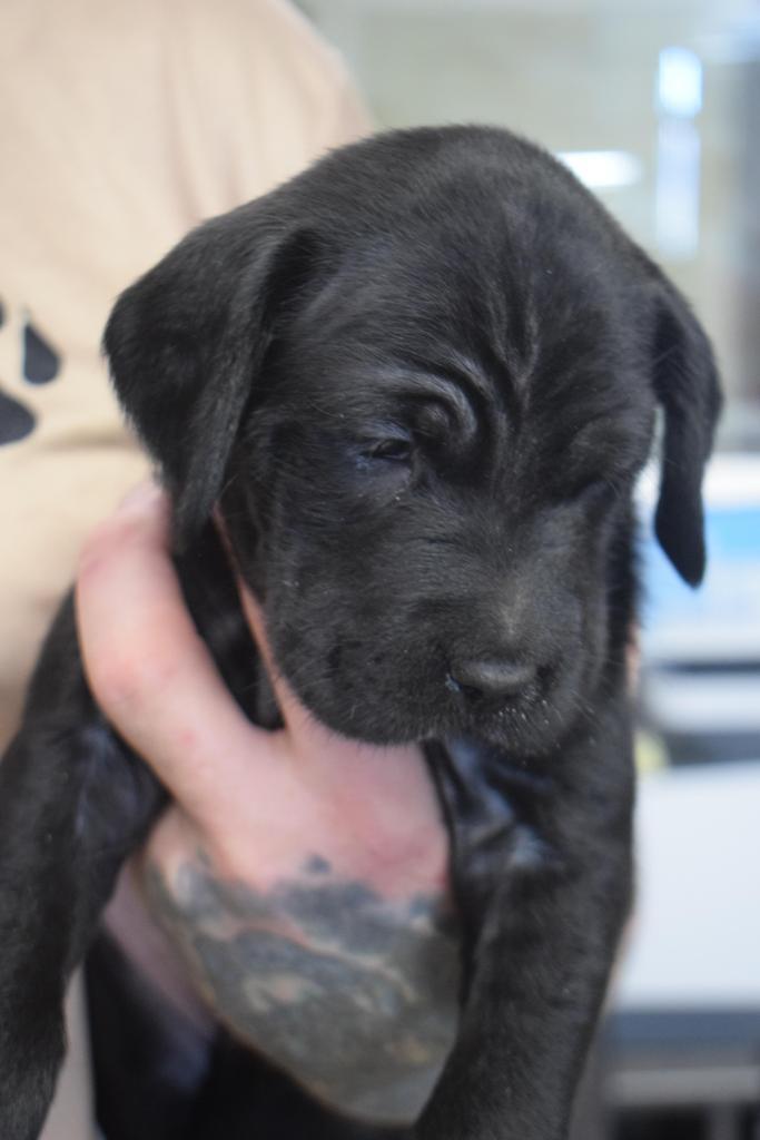 Licorice (Faith P1) 2