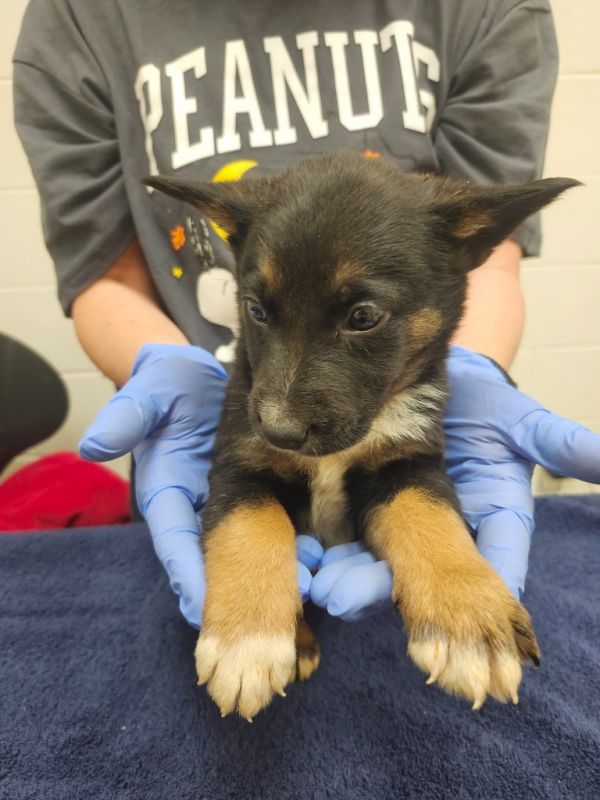 Eldritch / AC 27369 B