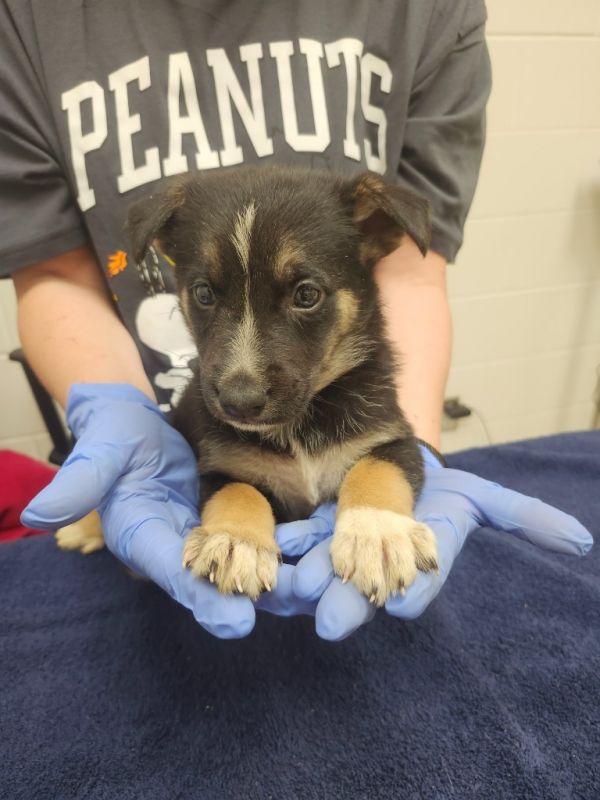 Enchant / AC 27369 D