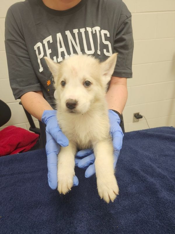 Eclipse / AC 27369 F