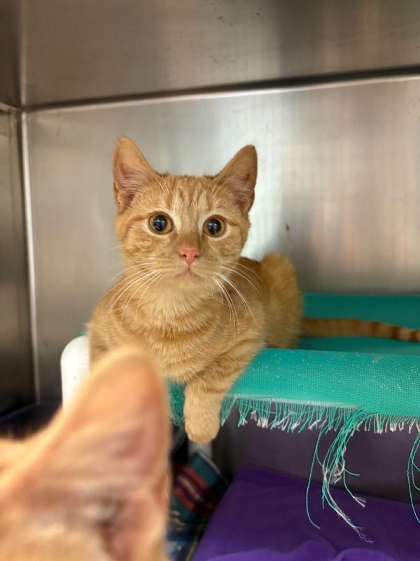 Simba (Honey Hollow)