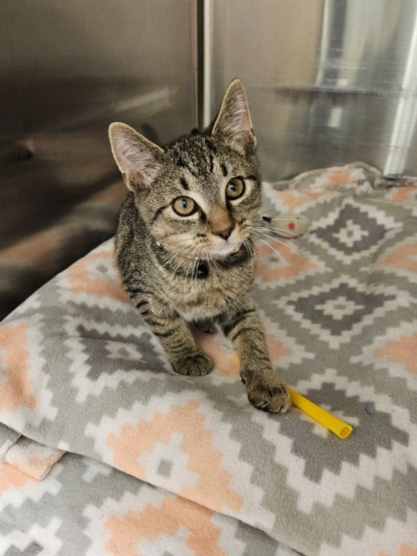 Double Tree (Love Grove)