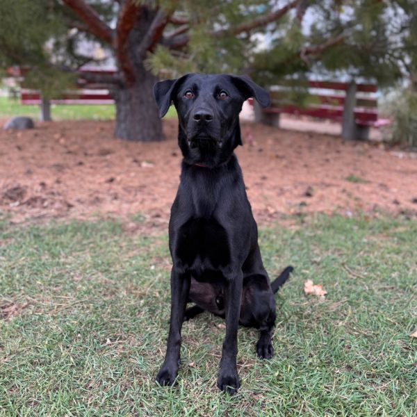 Cash***ADOPTION PENDING***