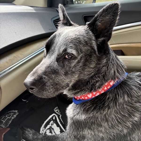 Porkchop thumbnail 3