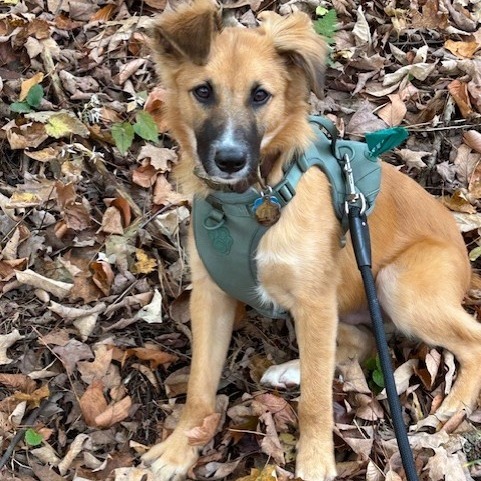 CT Duke of Herrington (avail Nov 8)