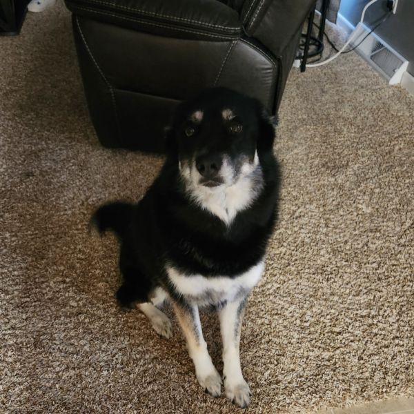 Bella Courtesy Listing