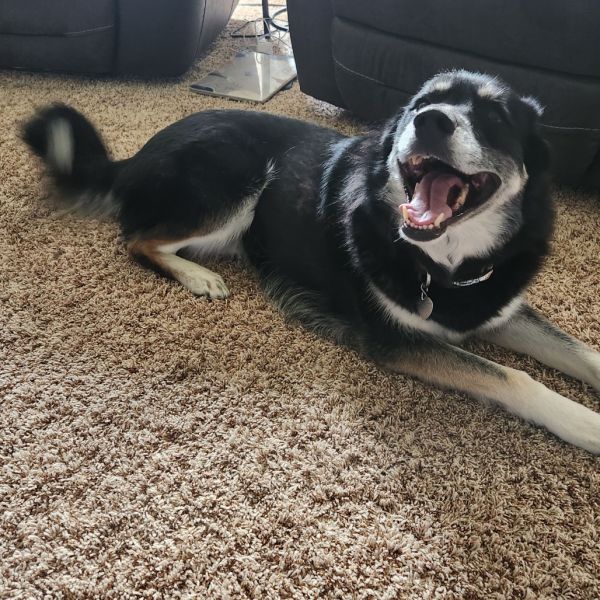 Bella Courtesy Listing thumbnail 2