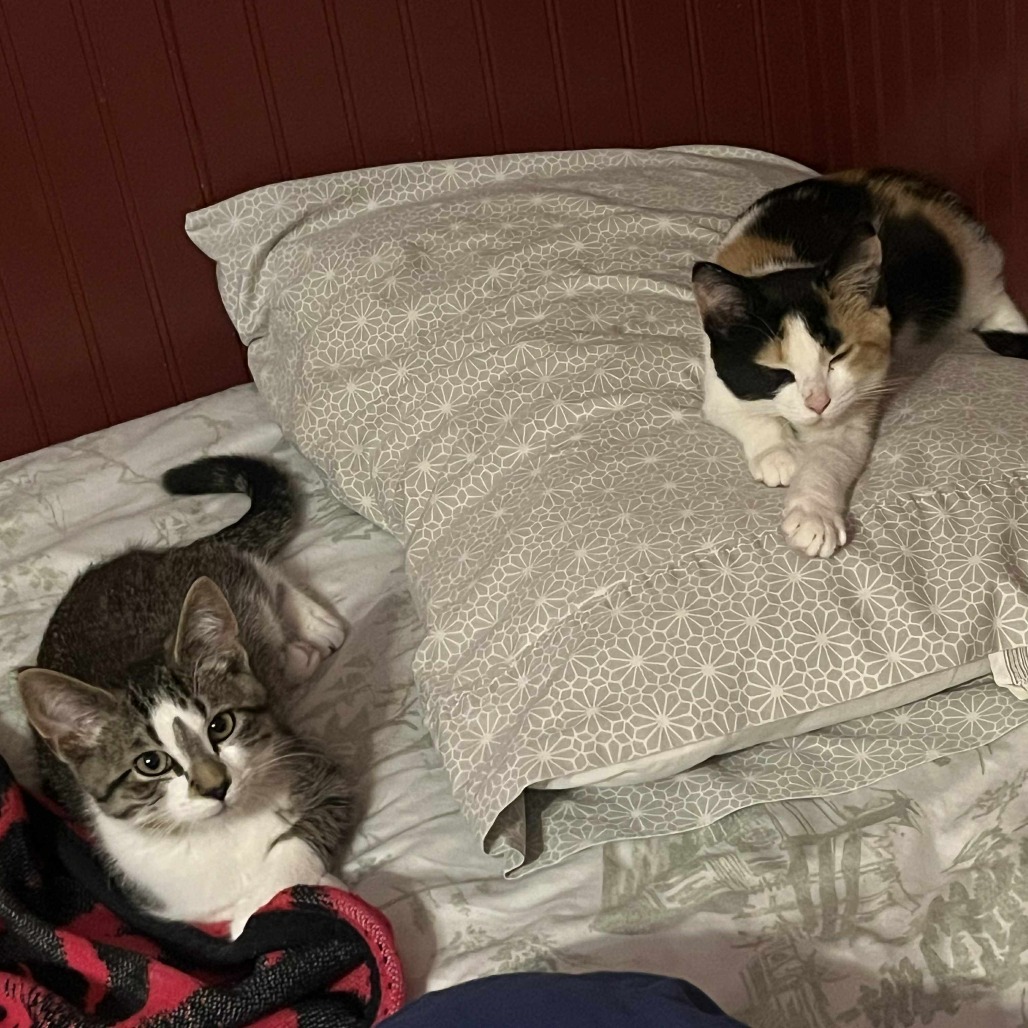 Sweetie Pie (Chow Hound Jenison)