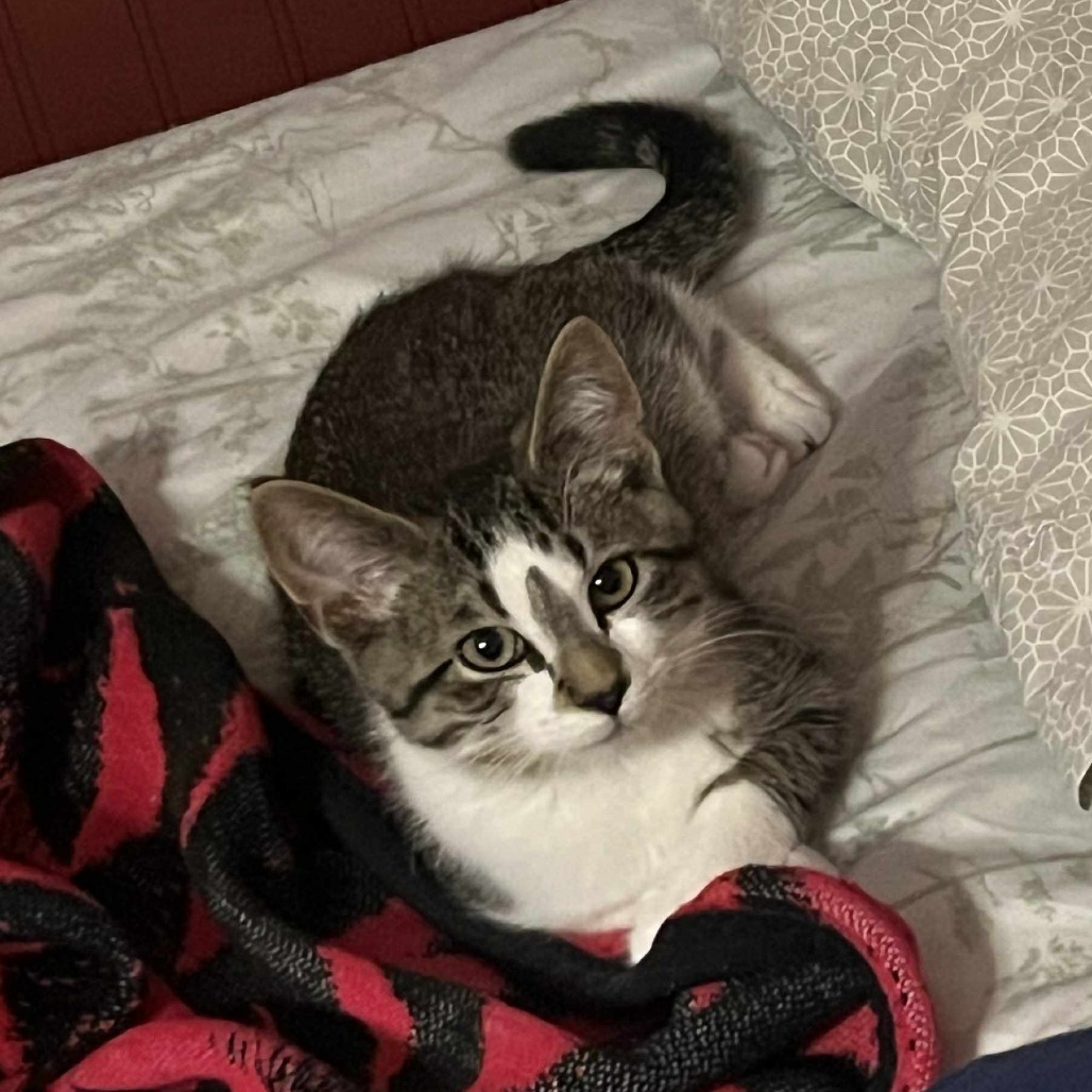 Sweetie Pie (Chow Hound Jenison)