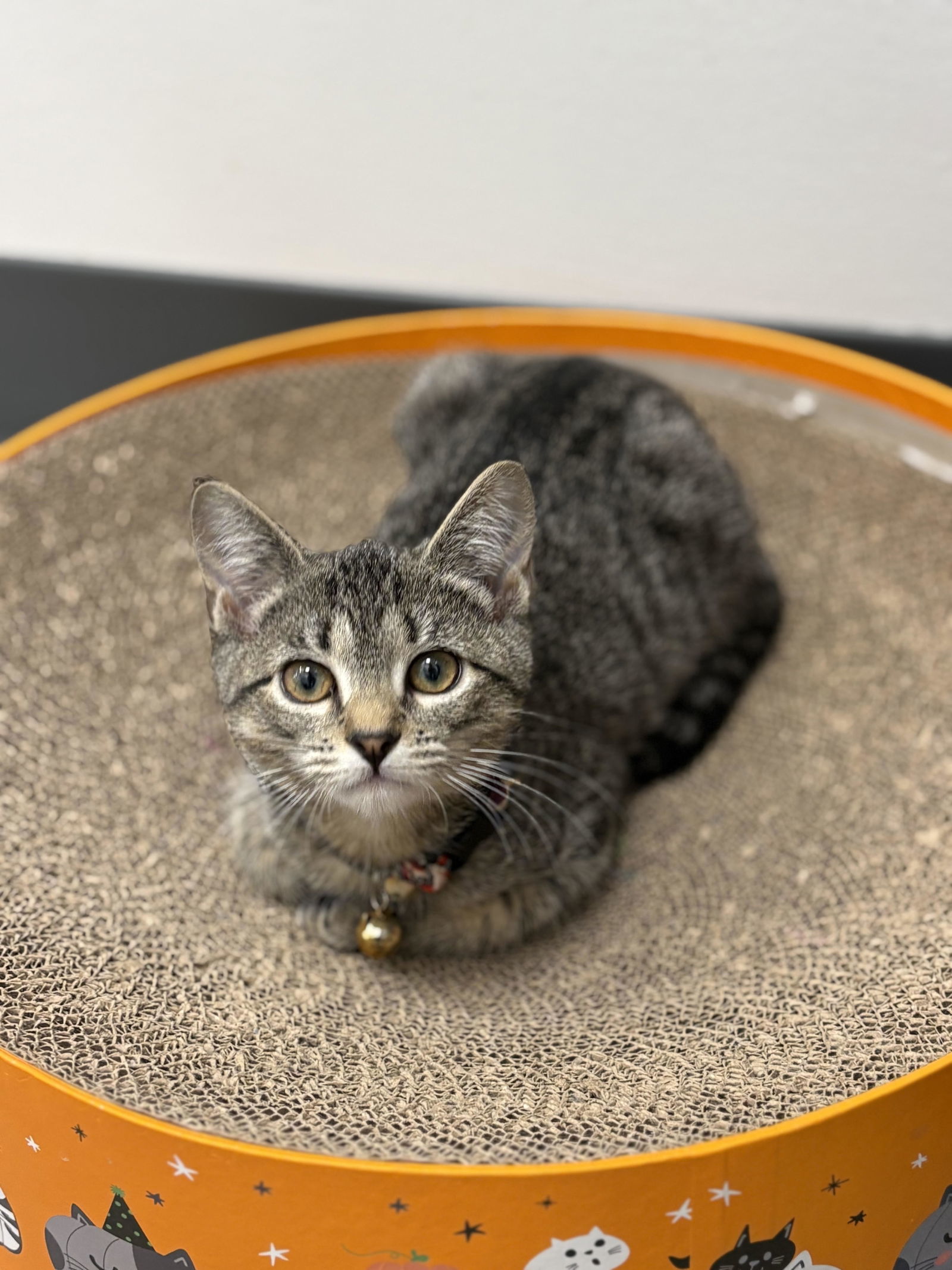 Dopey (f) (FCID# 10/09/2025 - 2 Middletown PS)