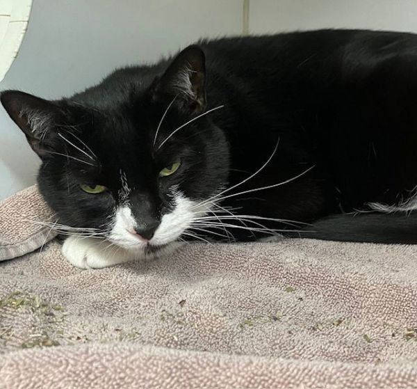 Vinney 5 year old female