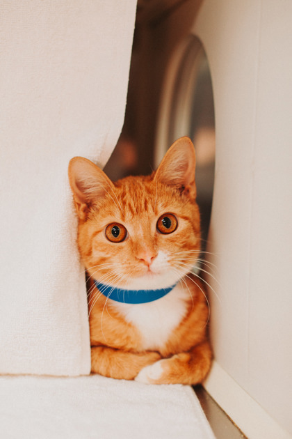 88965a Callipygian- Pounce Cat Cafe