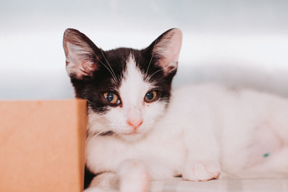 88984a Tizzy- PetSmart James Island