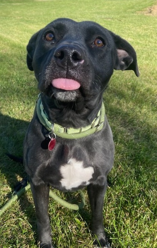 Cornflower- Call 402-441-4490 To Meet