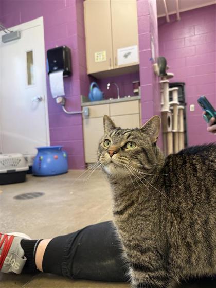 Kingsley thumbnail 2