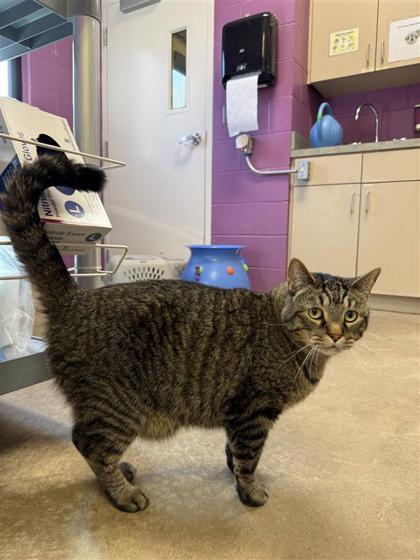 Kingsley thumbnail 3