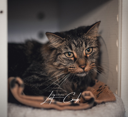 Cannoli - Bonded with Nix