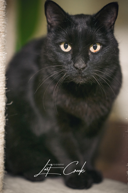 Nix - Bonded with Cannoli