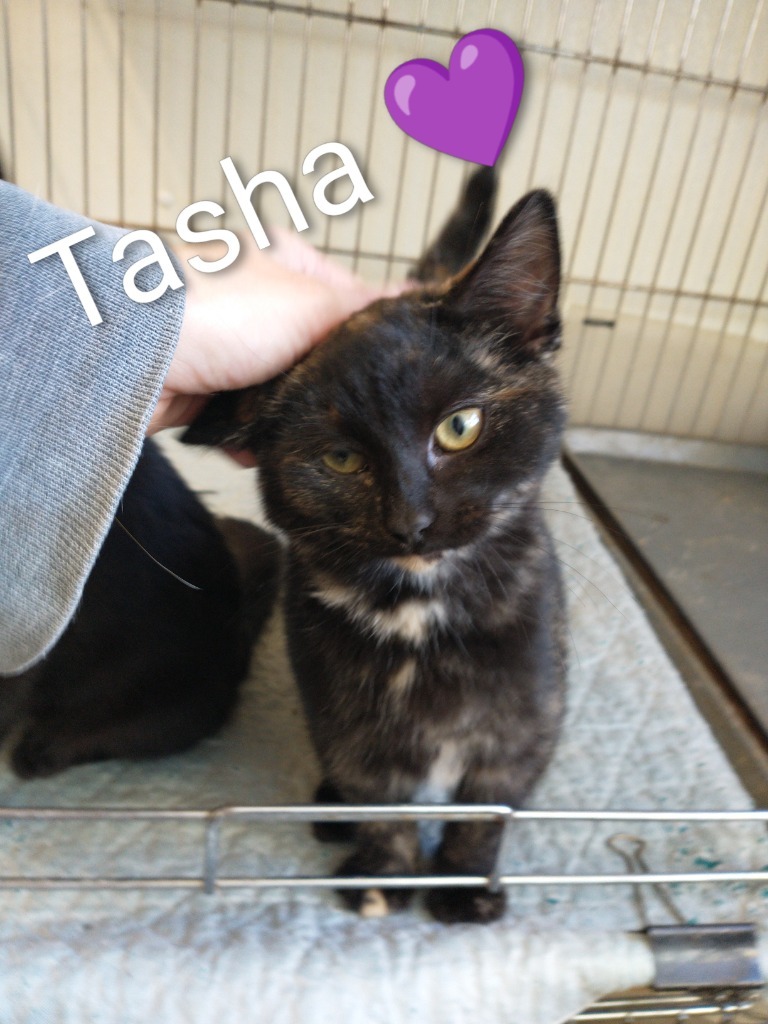 Tasha