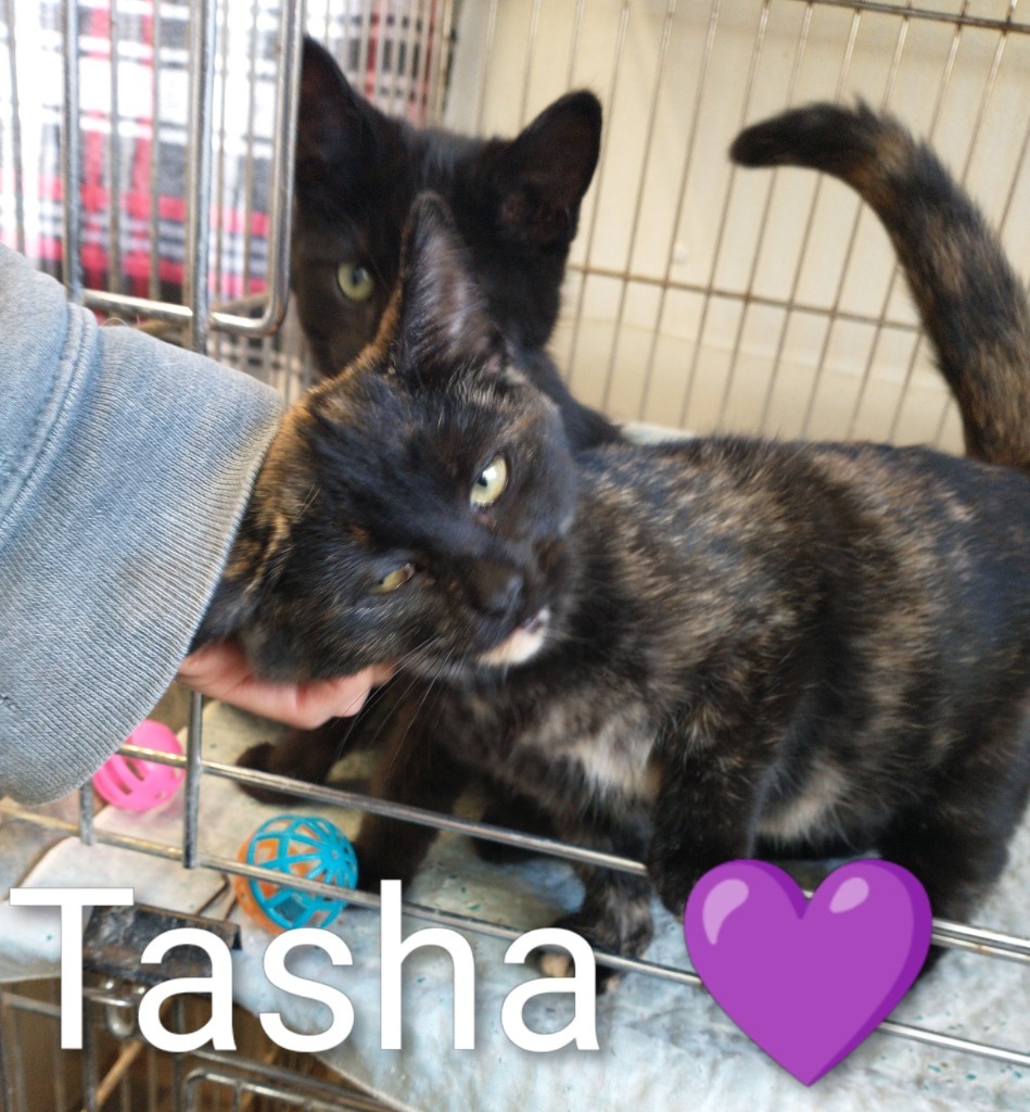Tasha