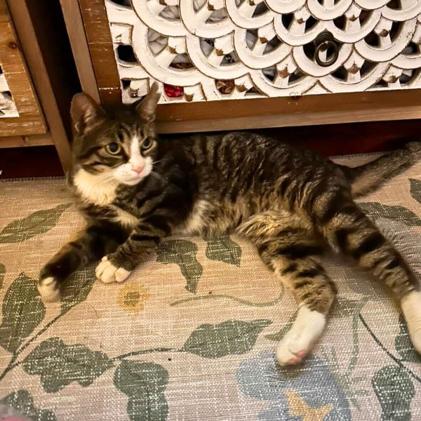 Vilebriquin Van Dyke