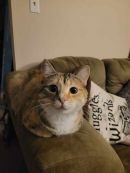 Miso (Momma Miso)'s profile on Petfinder.com