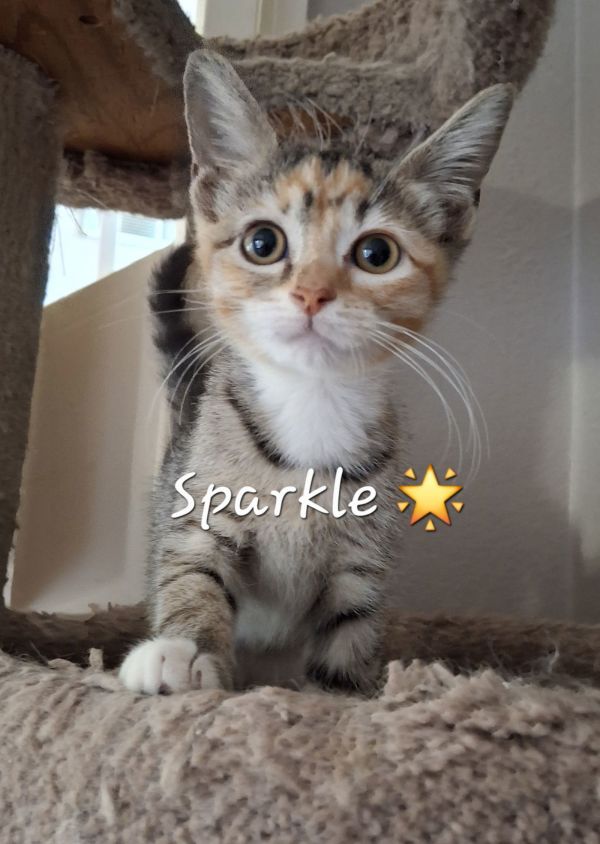 Sparkle #YourShiningStar