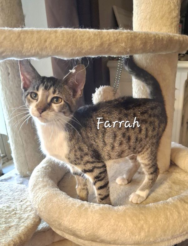 Farrah #Spotted Sweetheart