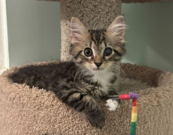 Augie - KITTEN in foster