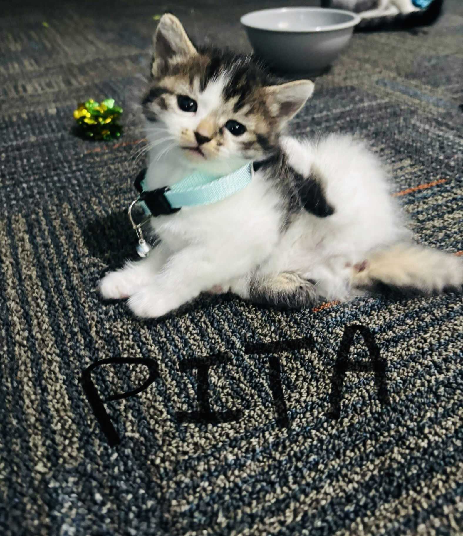 Pita