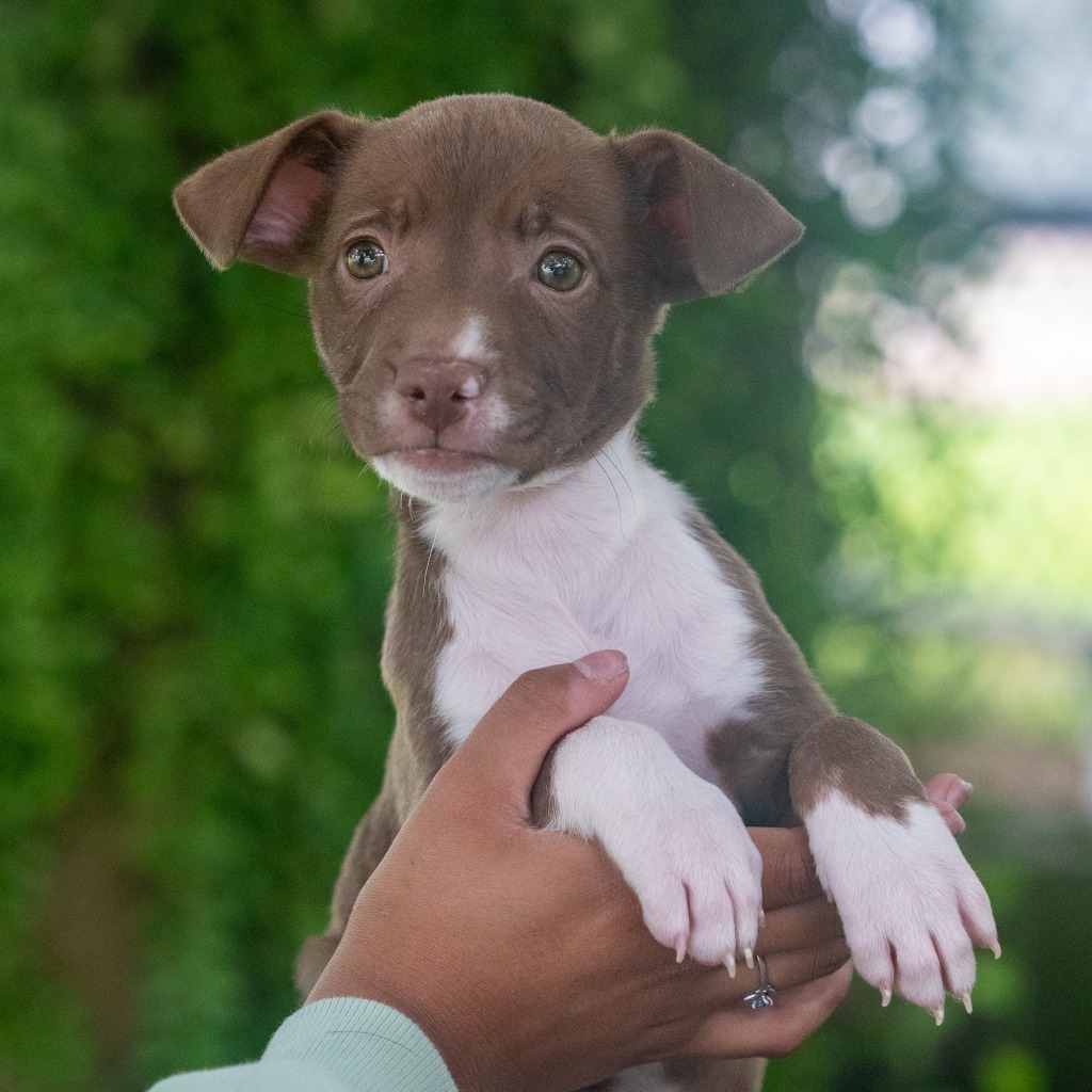 Mi, an adoptable Affenpinscher in Mangilao, GU, 96923 | Photo Image 1