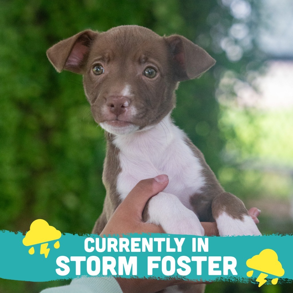 Mi, an adoptable Affenpinscher in Mangilao, GU, 96923 | Photo Image 3