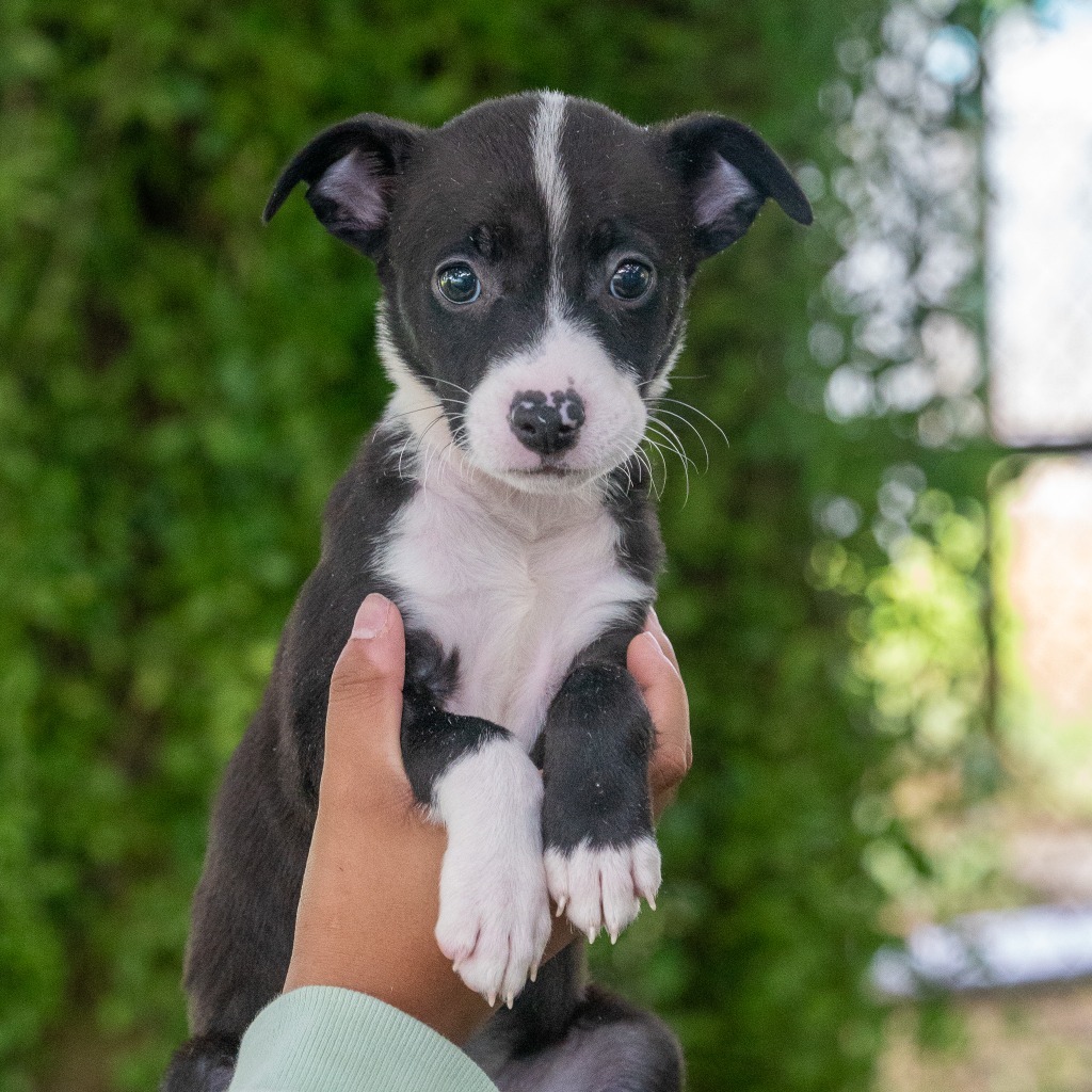 Re, an adoptable Affenpinscher in Mangilao, GU, 96923 | Photo Image 1