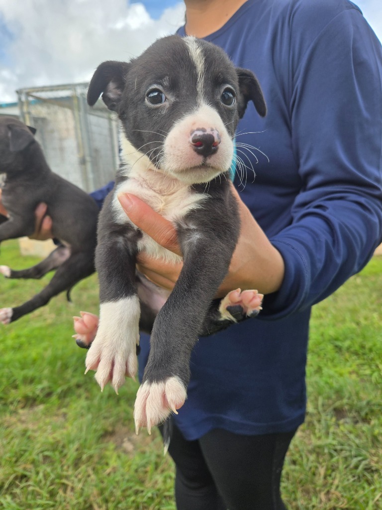 Re, an adoptable Affenpinscher in Mangilao, GU, 96923 | Photo Image 2