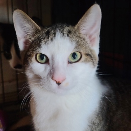 Sega (bonded with Nintendo)