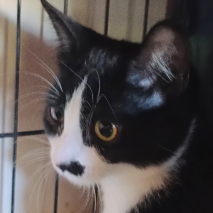 Nintendo (bonded with Sega)