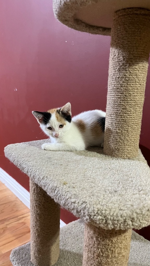 Autumn Celestiel Dawn