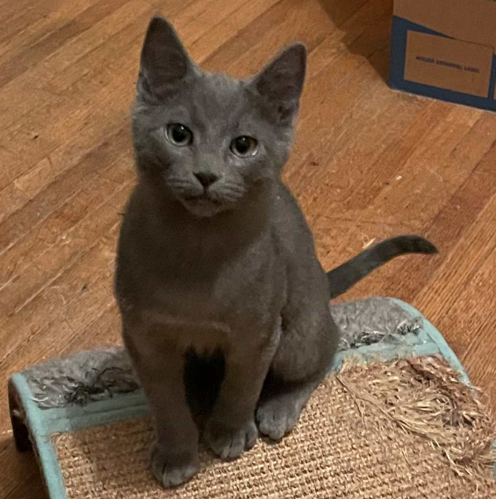 P.F. Chang's 31790-15