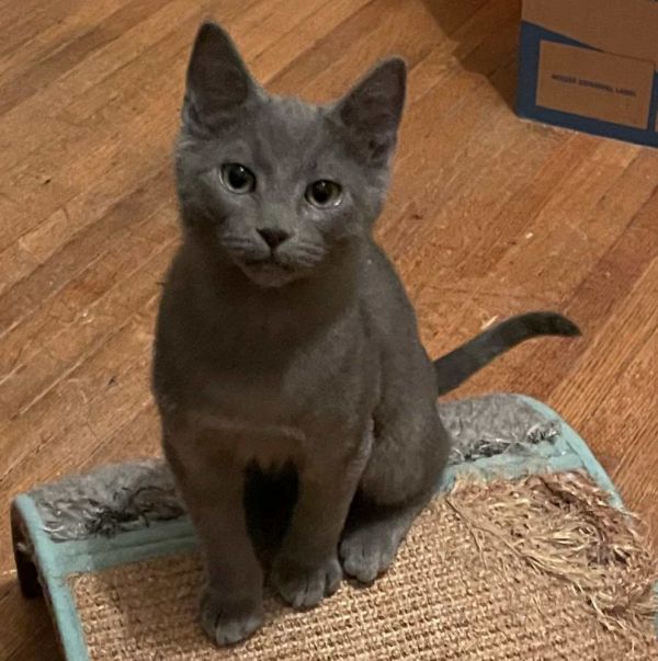 P.F. Chang&#39;s 31790-15