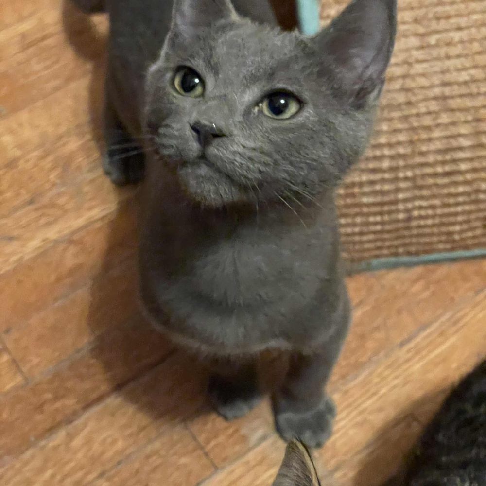 P.F. Chang's 31790-15