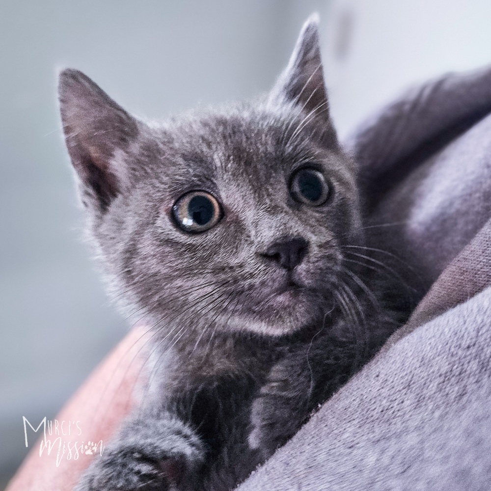 P.F. Chang's 31790-15