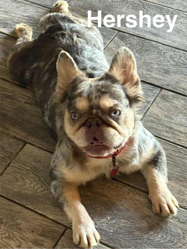 Hershey