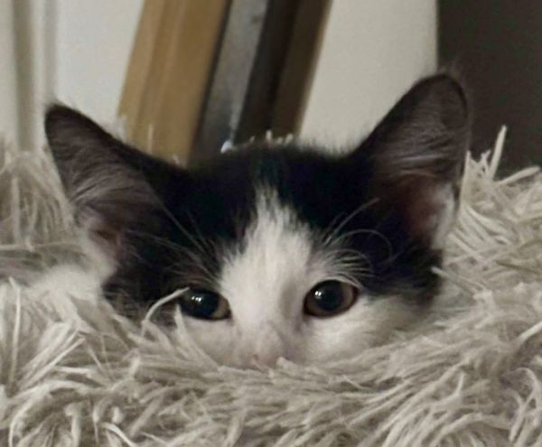 Ellis bonded pair with Alfie