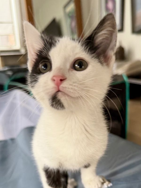 Tippy O Flanagan bonded pair with Hans