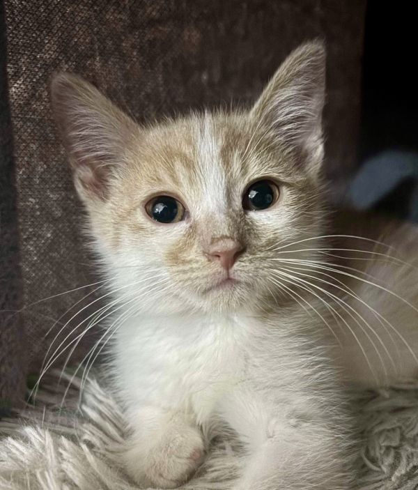 Alfie bonded pair with Ellis