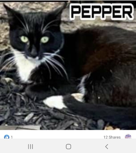 Pepper Westbury