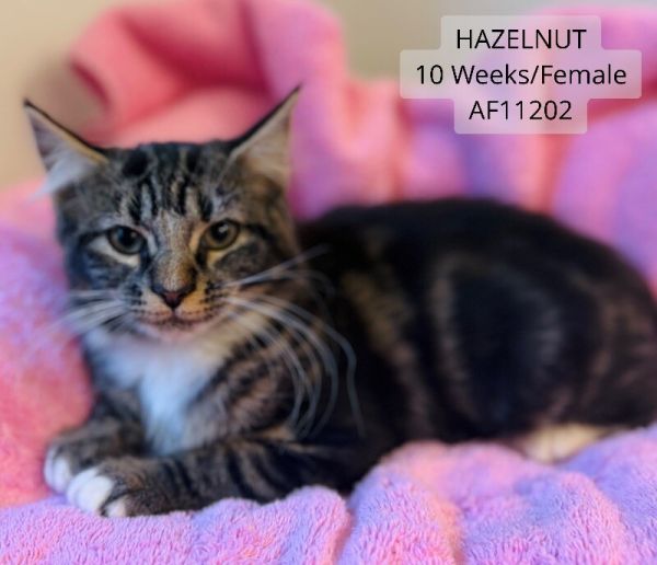 Hazelnut
