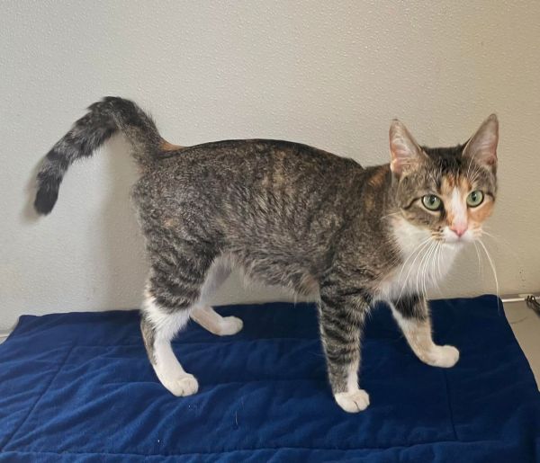 Mulan - Calico - #23